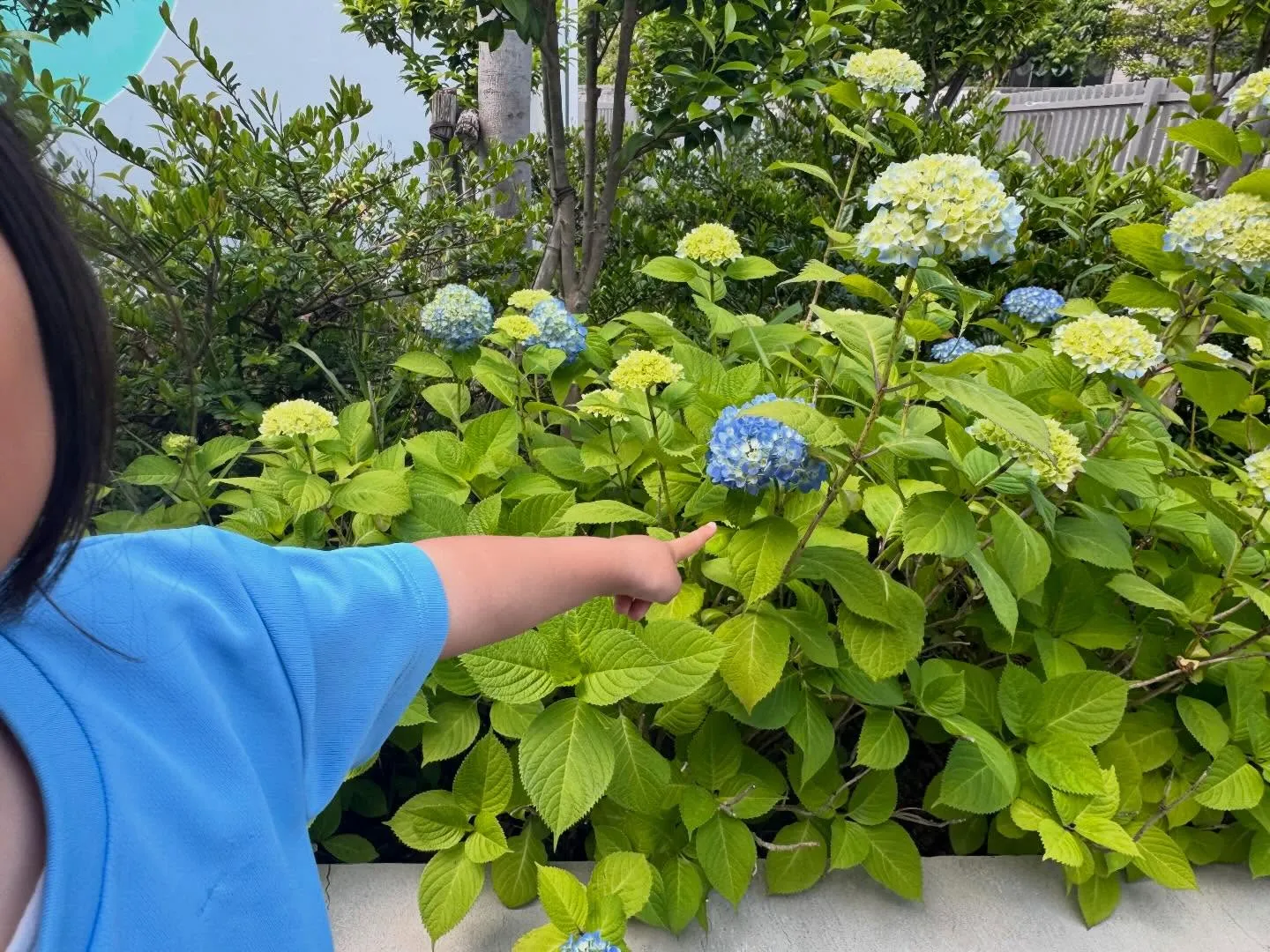 幼稚園の紫陽花が綺麗に咲きました✨