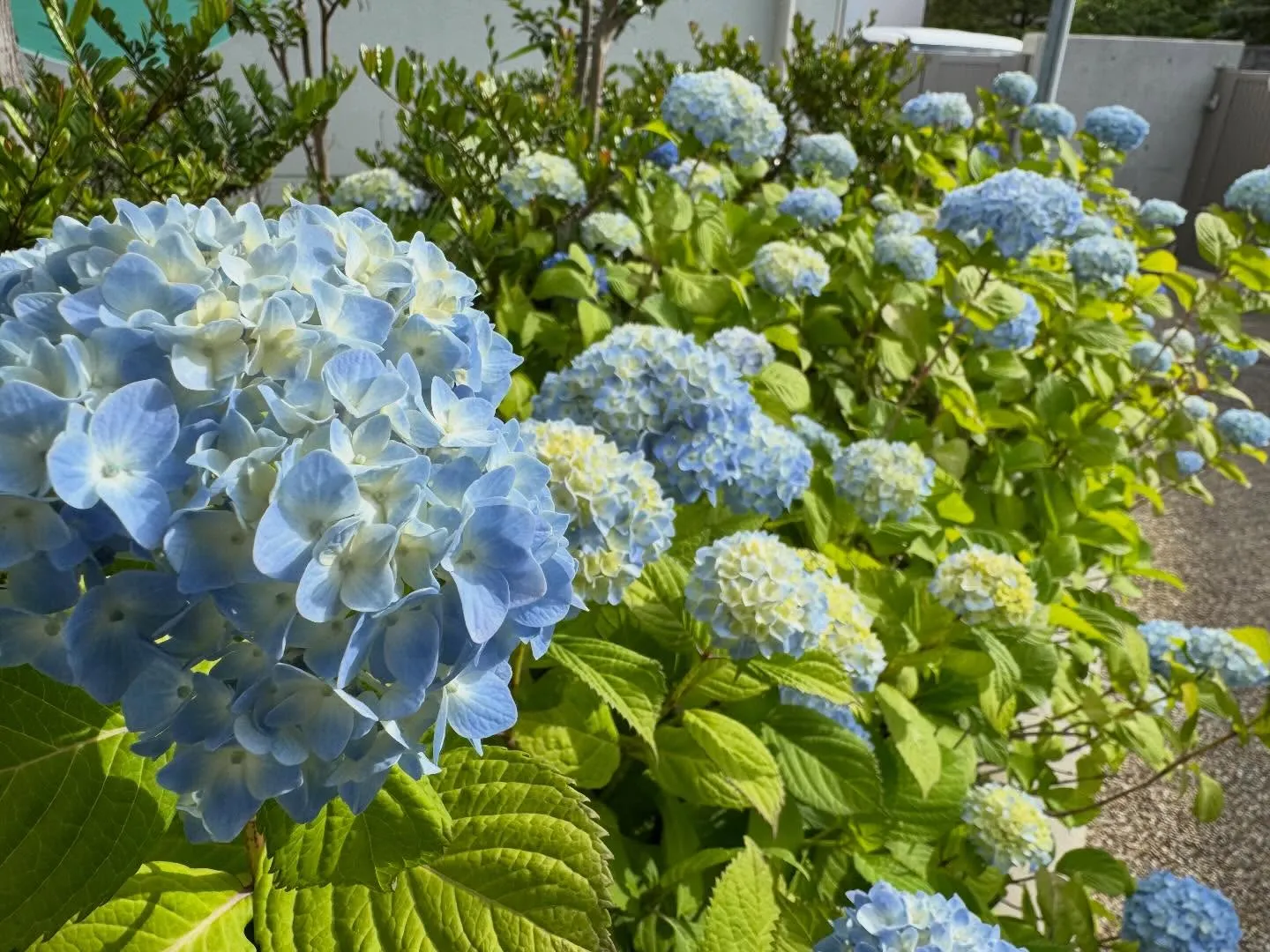 幼稚園の紫陽花が綺麗に咲きました✨