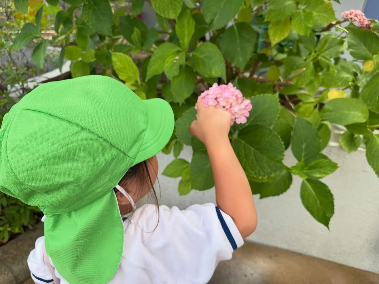 幼稚園の紫陽花が綺麗に咲きました✨