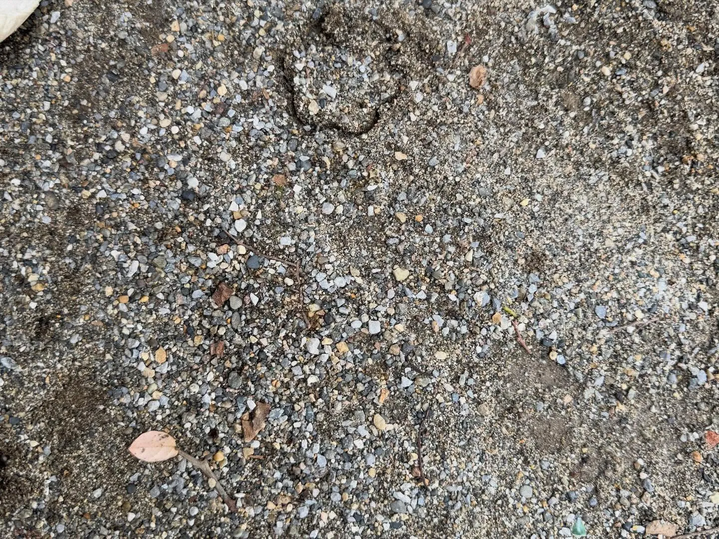 恐竜のたまご！？？🦖🥚 足跡も見つけた！！🐾